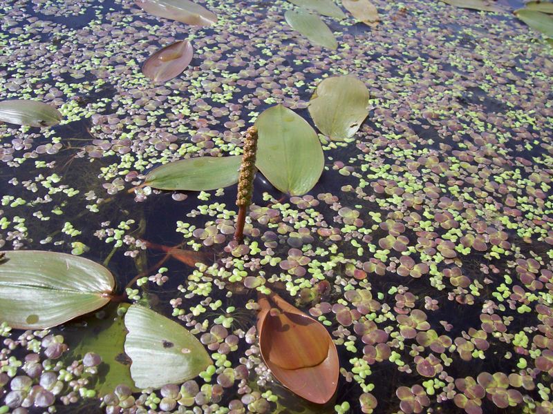 Image of Potamogeton natans specimen.