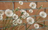 genus Crepis