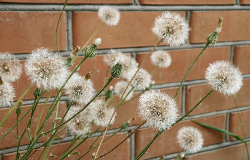 Image of genus Crepis specimen.