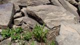 Senecio taraxacifolius