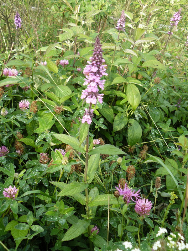 Image of Stachys palustris specimen.