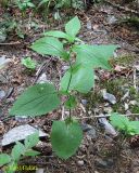 Doronicum austriacum. Вегетирующее растение. Украина, Ивано-Франковская обл., Надворнянский р-н, природный заповедник \"Горганы\", буково-пихтово-еловый лес. 17 июня 2011 г.