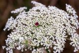 Daucus carota. Соцветие. Ростовская обл., Мясниковский р-н, Недвиговское сельское поселение, ур. Каменная балка. 31.07.2011.