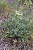 Centaurea iberica