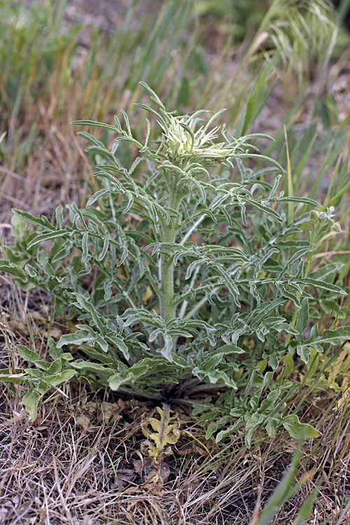 Image of Centaurea iberica specimen.