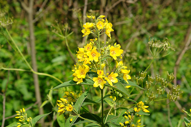 Изображение особи Lysimachia vulgaris.