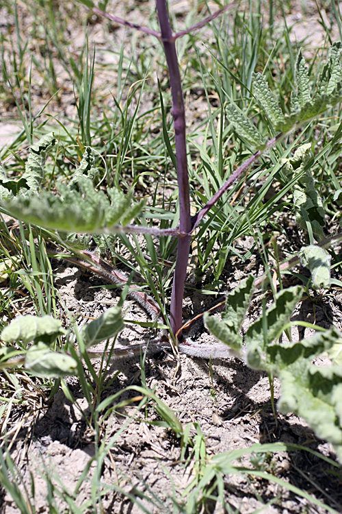 Изображение особи Phlomoides kaufmanniana.