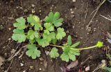 Ranunculus polyrhizos