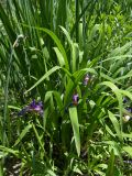 Iris colchica