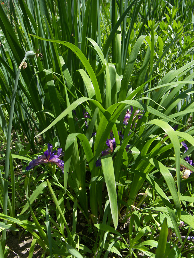 Image of Iris colchica specimen.