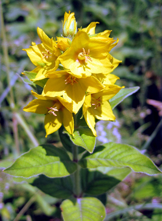 Image of Lysimachia punctata specimen.