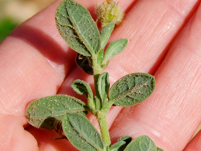 Image of Helianthemum stipulatum specimen.