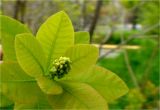 Cotinus coggygria