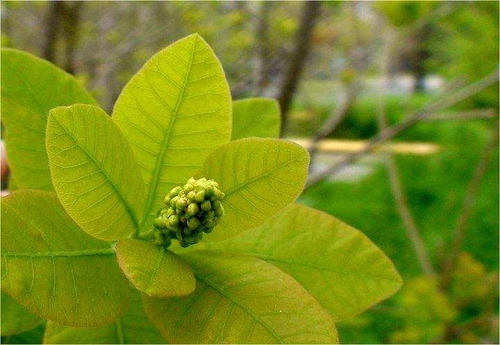 Image of Cotinus coggygria specimen.