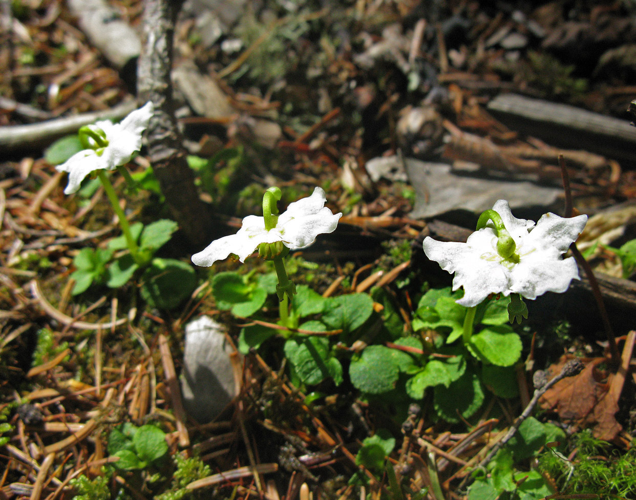 Изображение особи Moneses uniflora.