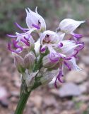 Orchis simia. Соцветие, распускающееся сверху (как характерно для этого вида, в отличие от других представителей рода): внизу видны еще не распустившиеся бутоны. Крым, окр. Ялты, сосновый лес. 29 апреля 2011 г.