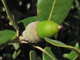 Quercus ilex. Жёлудь. Испания, Каталония, провинция Girona, Costa Brava, окрестности населённого пункта Sant Feliu de Guíxols. 26 октября 2008 г.