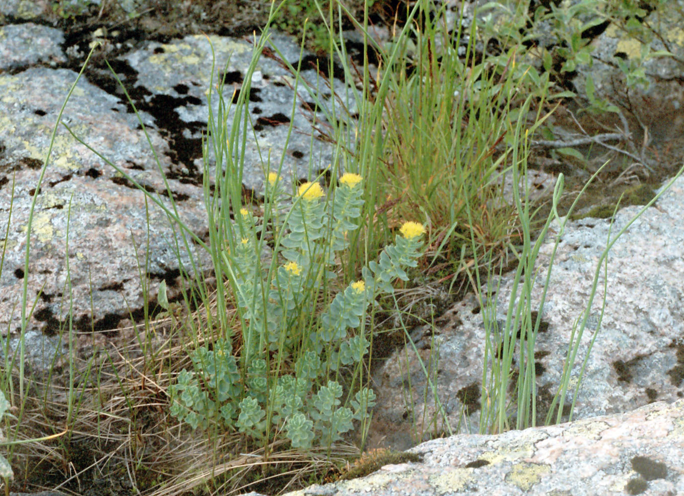 Изображение особи Rhodiola rosea.