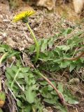 Taraxacum hellenicum. Цветущее растение. Крым, Севастополь, окр. мыса Фиолент. 6 апреля 2012 г.