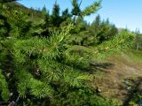 Larix sukaczewii