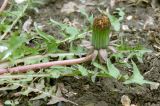 Taraxacum