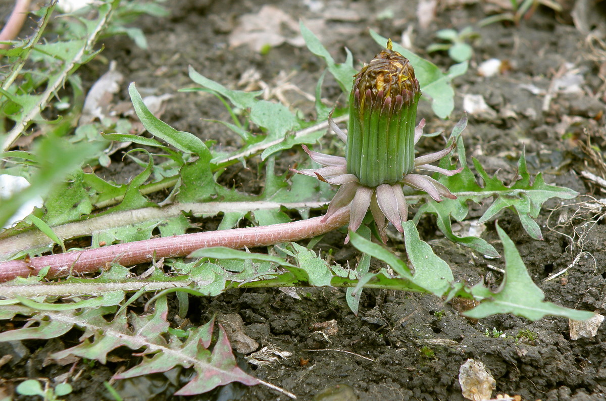 Изображение особи род Taraxacum.