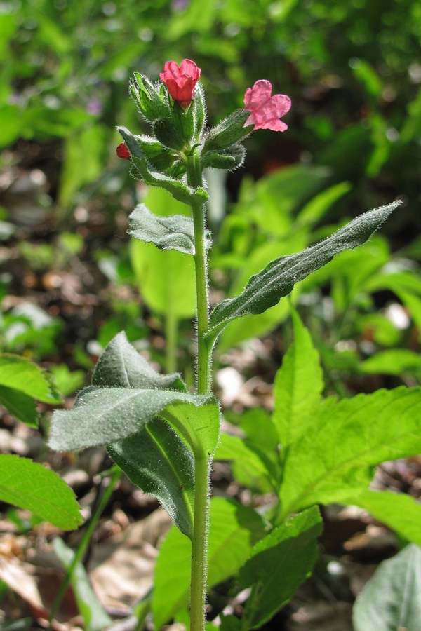 Изображение особи Pulmonaria obscura.