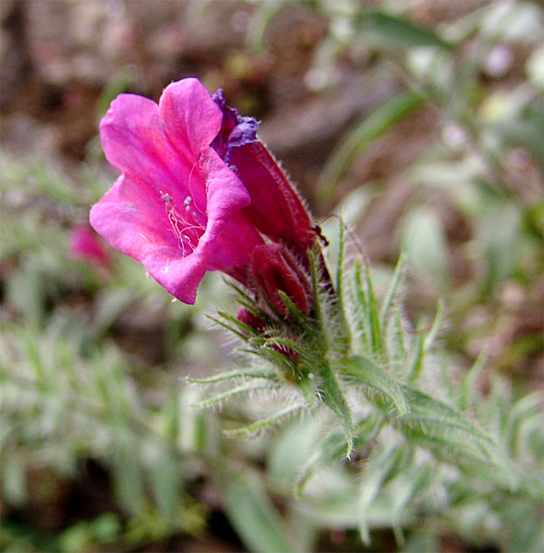 Image of Echium amoenum specimen.