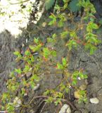 genus Euphorbia