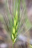 Taeniatherum crinitum