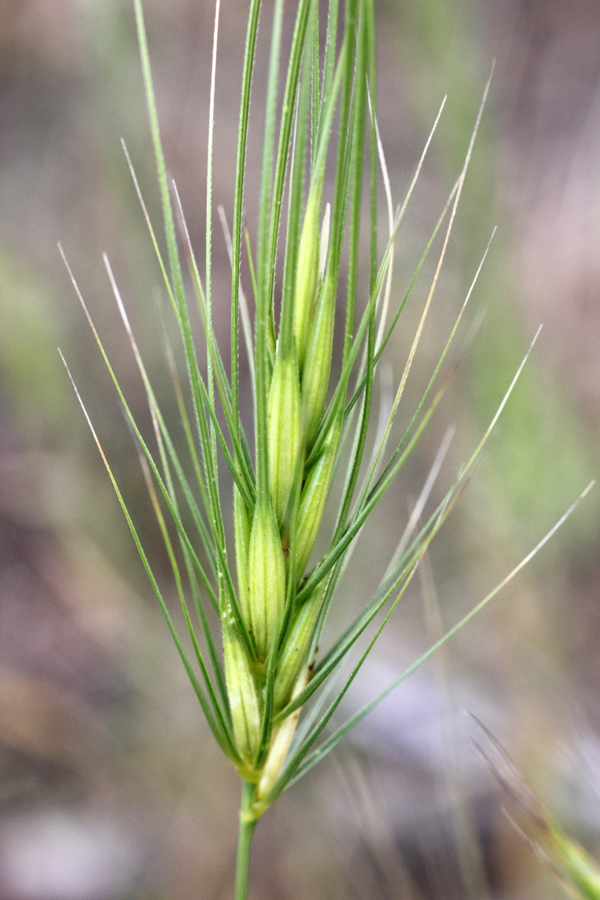 Изображение особи Taeniatherum crinitum.