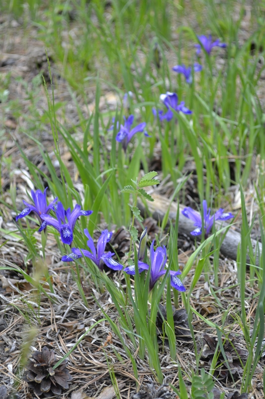 Изображение особи Iris uniflora.