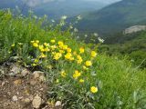Ranunculus illyricus. Цветущие растения. Крым, гора Северная Демерджи. 2 июня 2012 г.