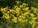 Senecio jacobaea