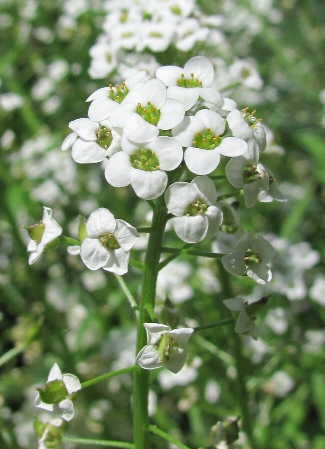 Изображение особи Lobularia maritima.