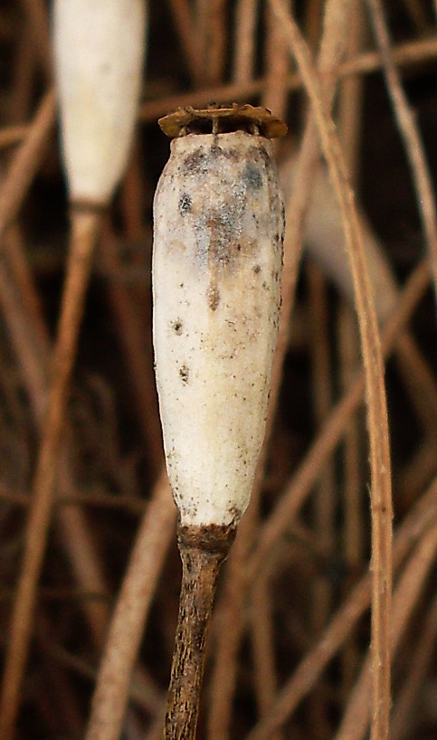 Image of Papaver stevenianum specimen.