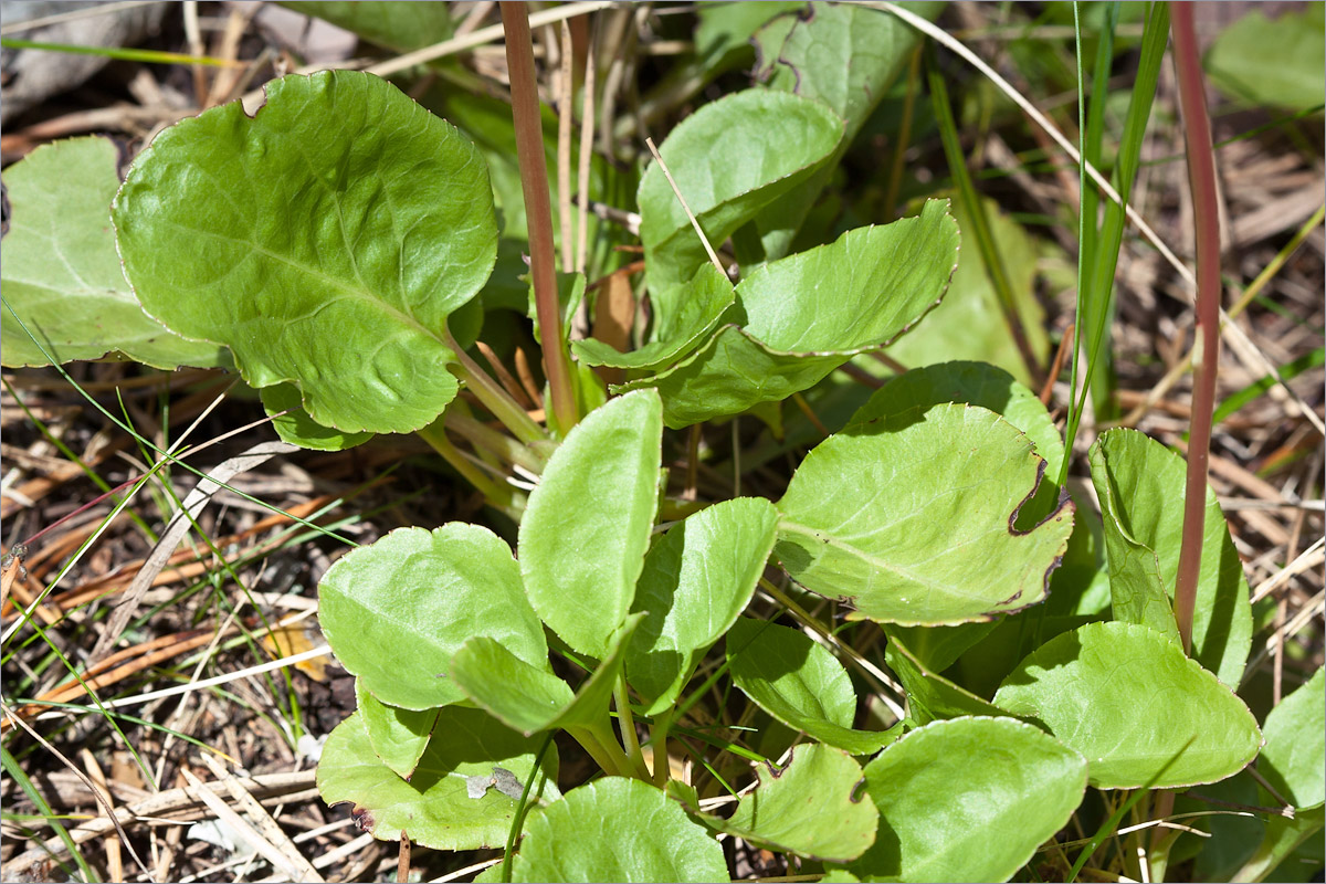 Image of Pyrola minor specimen.