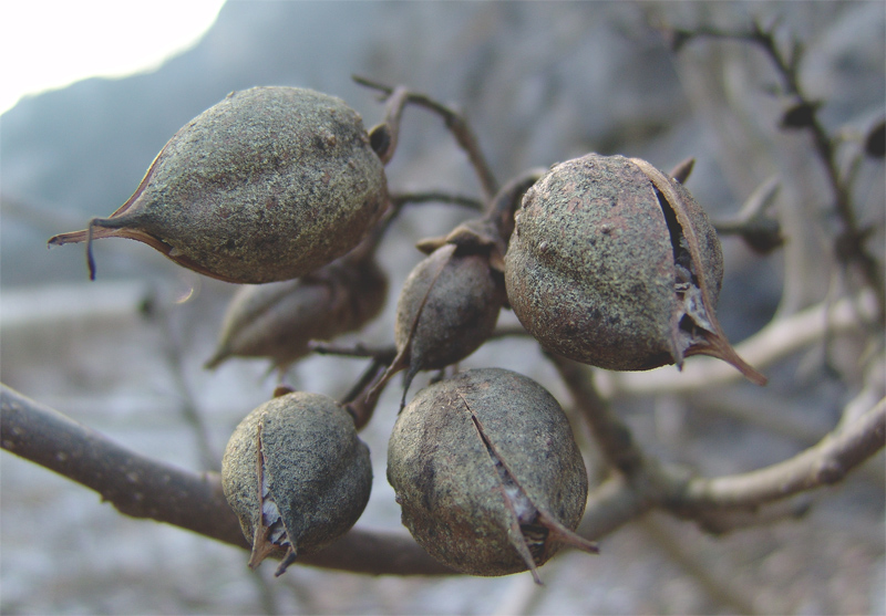 Изображение особи Paulownia tomentosa.