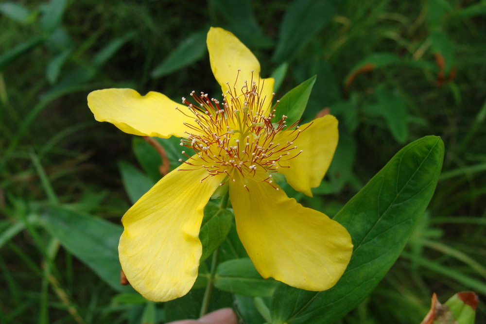 Зверобой большой. Hypericum ascyron. Зверобой Дальневосточный. Зверобой Сибирский. 30. Зверобой большой - Hypericum ascyron..