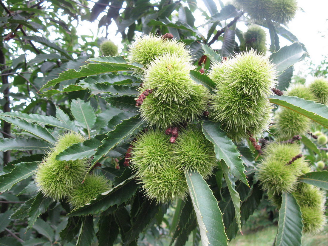 Image of Castanea sativa specimen.