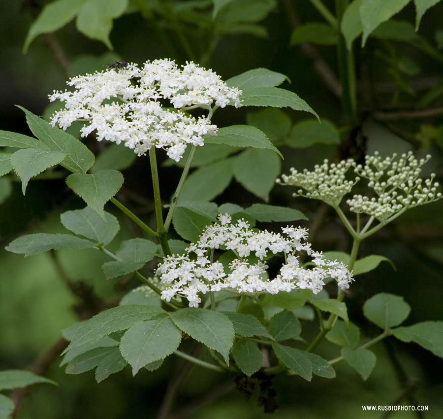 Изображение особи Sambucus nigra.