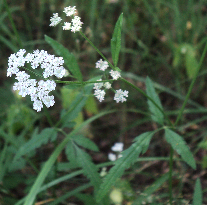 Image of Torilis japonica specimen.