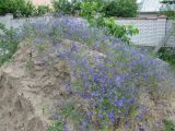 Delphinium consolida