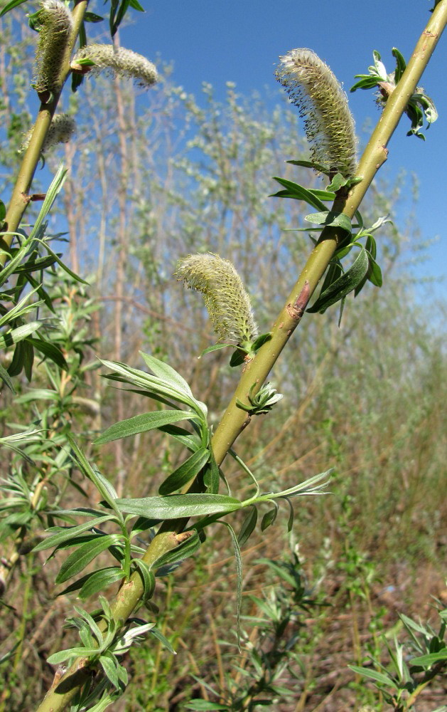 Изображение особи Salix × stipularis.