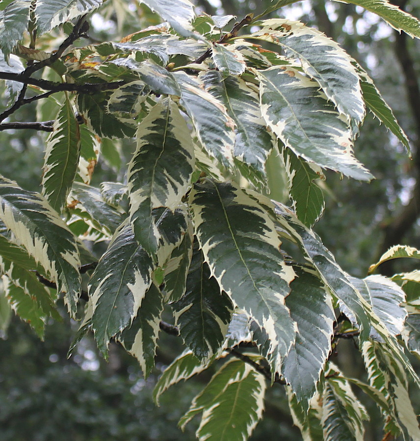 Image of Castanea sativa specimen.