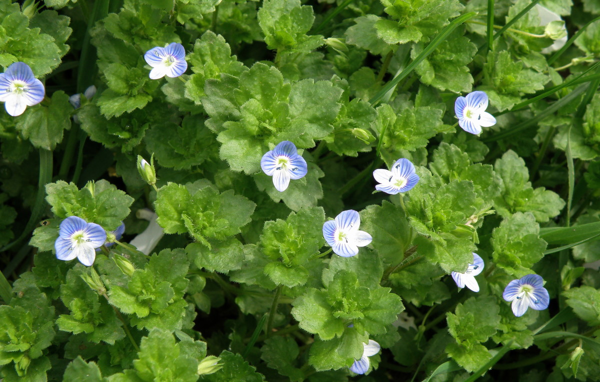 Image of Veronica persica specimen.