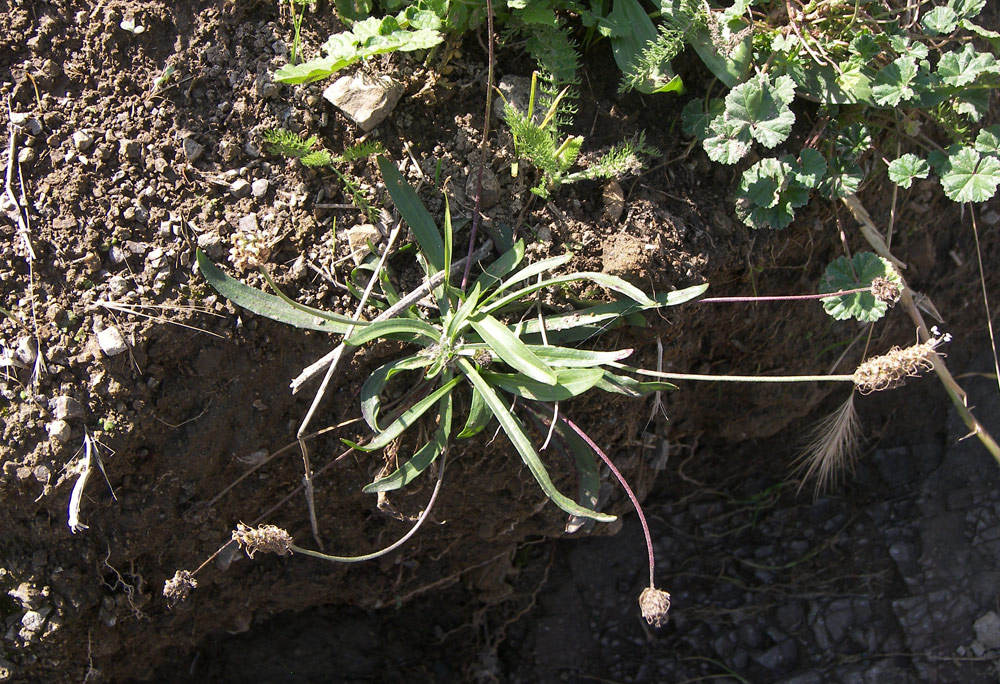 Изображение особи Plantago atrata.