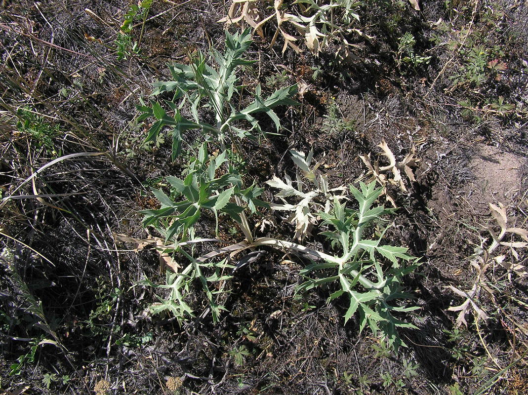 Изображение особи Eryngium campestre.