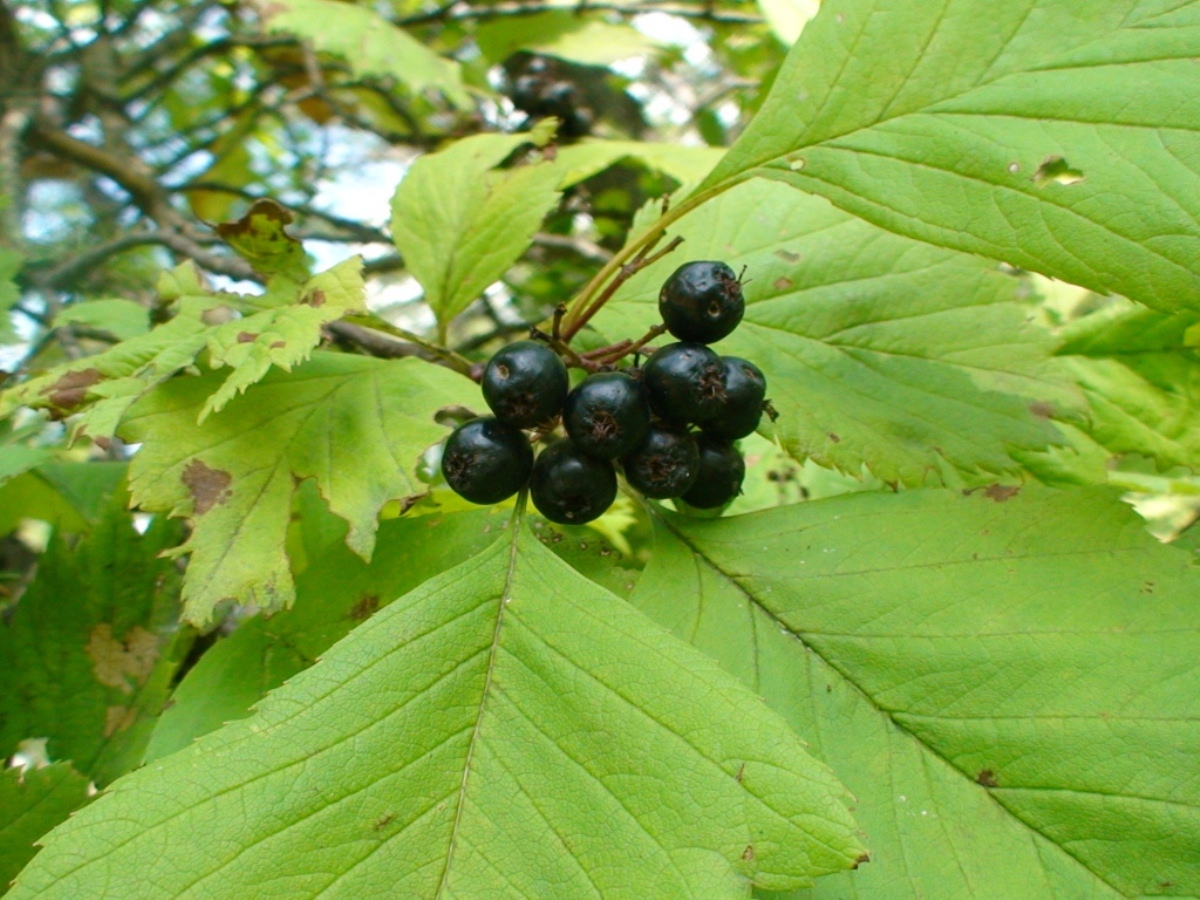 Image of Crataegus chlorosarca specimen.
