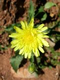 Crepis albida. Соцветие. Испания, Каталония, Барселона, монастырь Монтсеррат, у тропы по уступу горного склона. 25.06.2012.